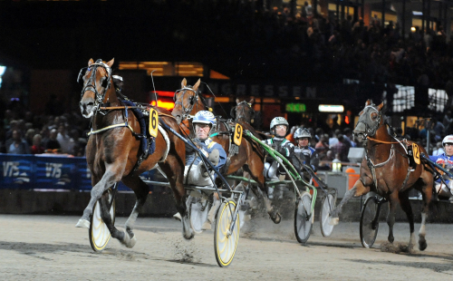 Avelshingst till salu