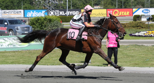Sadelhästar lyckades bäst