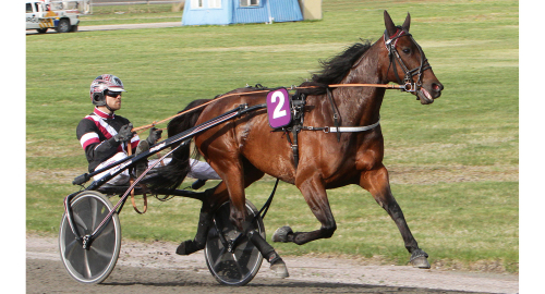 Toppstammad fransyska förstagångsföderska
