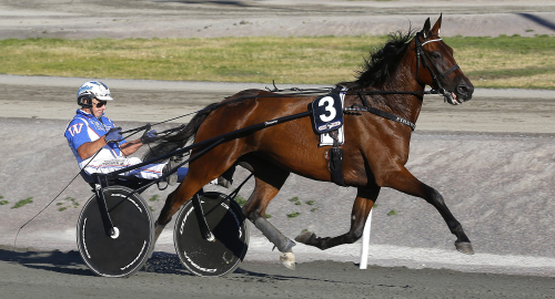 Scarlets snabbaste sto till avel