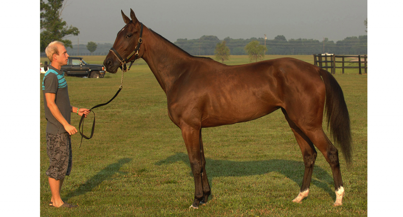 Lantern Kronos under tiden som tävlingshäst hos Jimmy Takter. Foto Stefan Melander/Stalltz.se