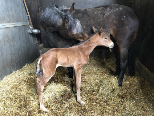 Nyfött på Björkhaga Stuteri