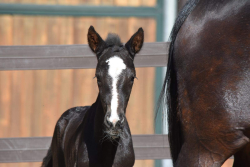 Italiensk stjärna har blivit mor