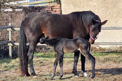 Liten har blivit stor