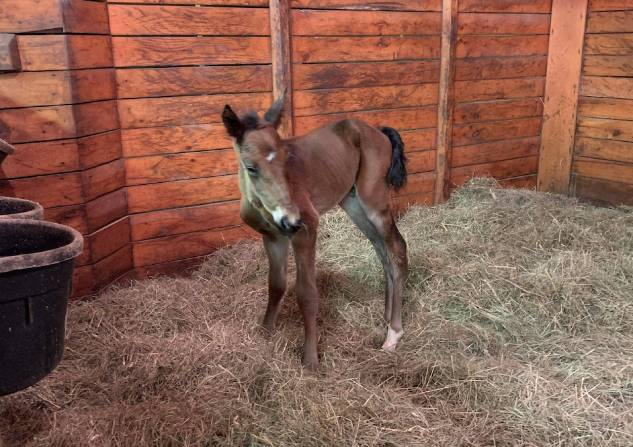 Havana d'Aurcys trekvarterssyster Goldavila har fått en hingst efter Muscle Hill. Foto: privat