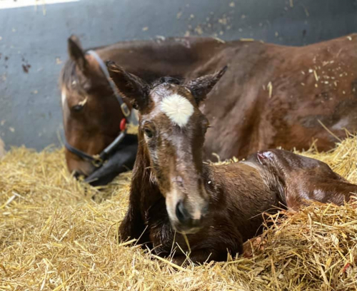 Nyfött på Långeruds Gård