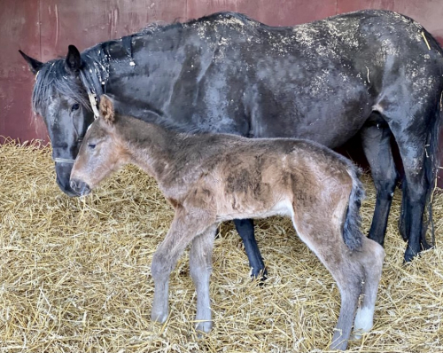 Nyfött i Sverige och Frankrike