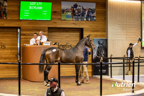 Rekordpris i Australien