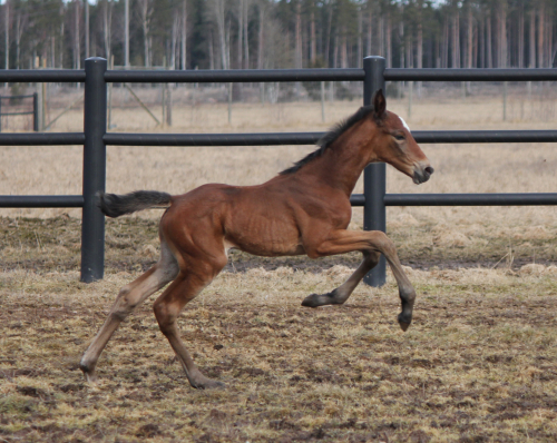 Prix d’Amérique-vinnare mor
