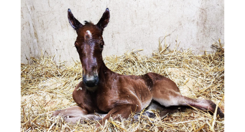 Nyfött i Sverige och USA