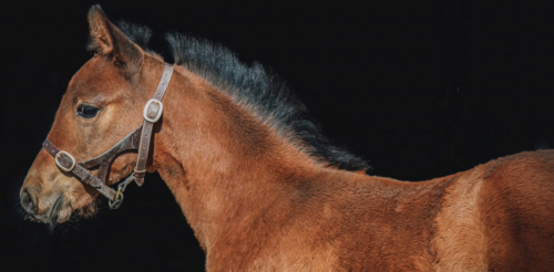 Årsföl kostade 121.000 euro