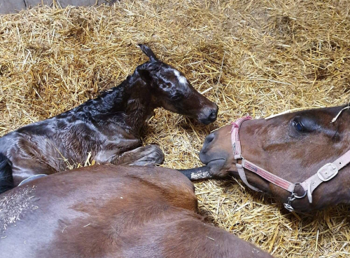 Alla föl är mirakel…