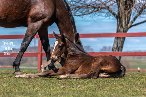 Nyfött på Silvåkra Gård