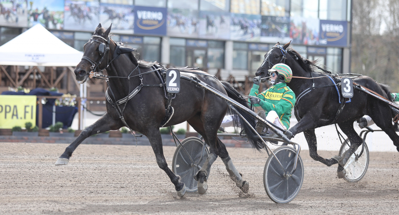 Maharajah är pappa till fyraåriga finska segermaskinen An-Dorra som vunnit 15 av 24 starter. Foto Jeannie Karlsson/Sulkysport