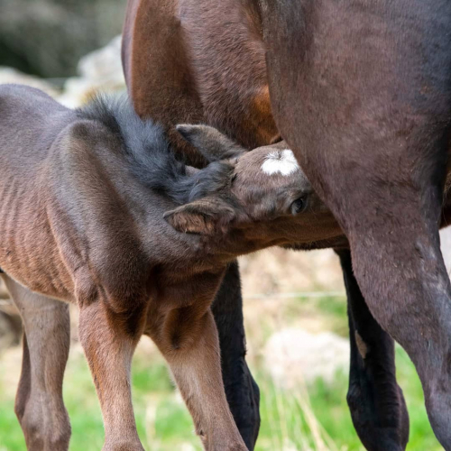 Nyfött och nyförvärv
