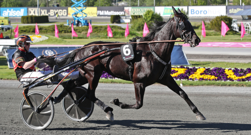 V75-tips: Vinnare redan i lottningen