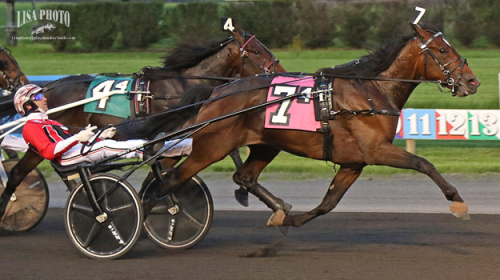 Auktionsdyring i topp