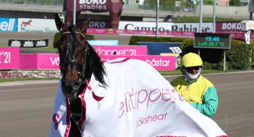 Intervjuer: Gocciadoro om helgens 18 hästar