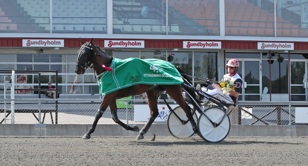 Al's Starlicious vann uttagningslopp till E3 för ston. Foto Mathias Hedlund/Sulkysport