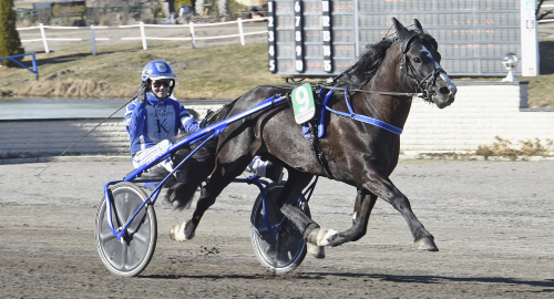 ”Ard har förutsättningar att bli en riktig elithäst”