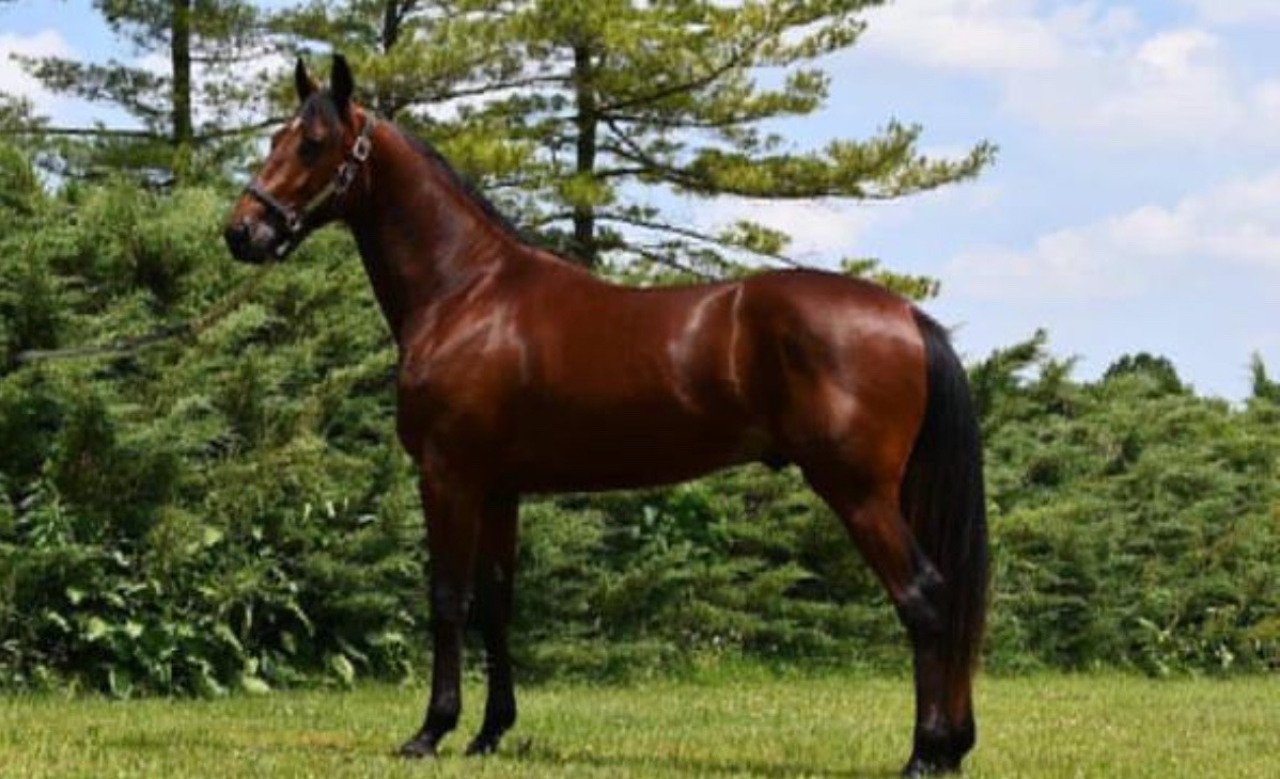 Imperatur Am som tvååring hos Marcus Melander i USA. Foto Melander Stable