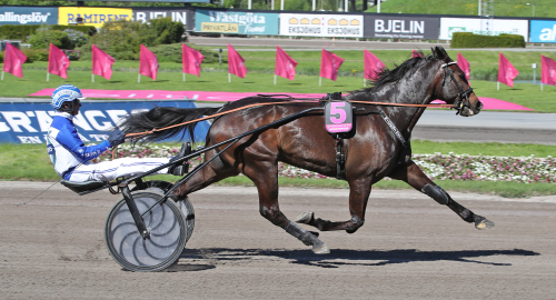 Här är alla hästar i Åbergs