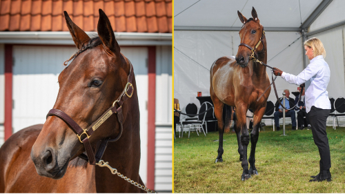 Dyraste stona genom tiderna