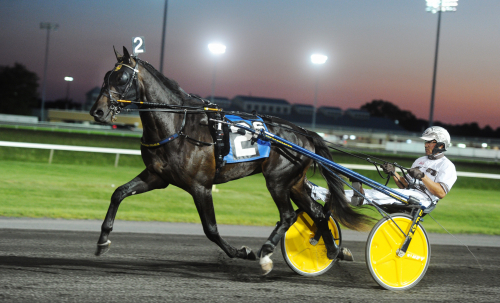 Svenskfött i unghästfinaler?