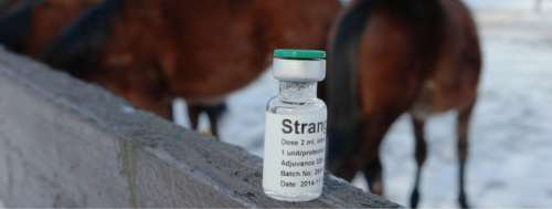 Svenskt vaccin mot kvarka