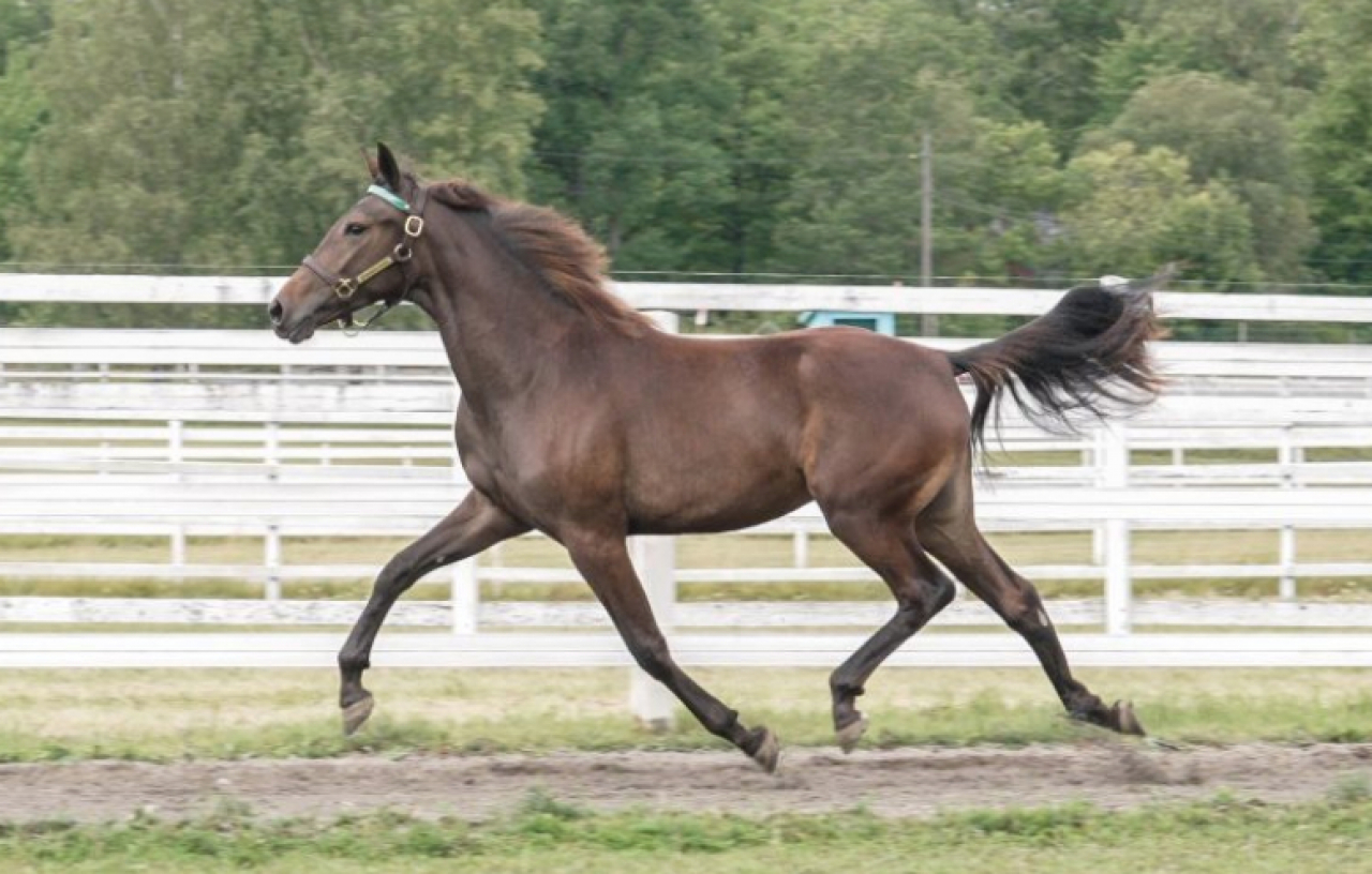 Who's Whos lillasyster For Real bjuds ut som katalognummer 26. Foto: Menhammar Online Sales.