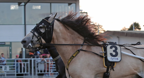 Inför V75: ”Ännu mer energi”