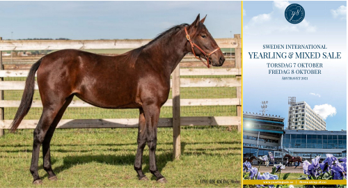 Följ kvällens auktion på Åby