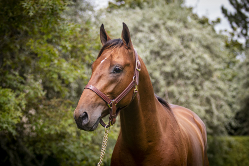 Höga priser på fransk auktion