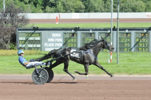 Årets Häst kvalvann