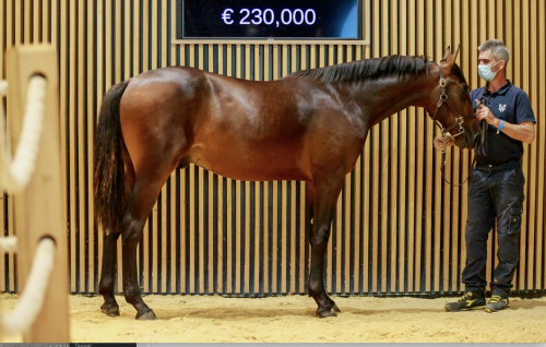 Svenskfödd dyrast i Deauville