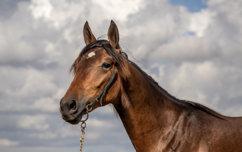 Två hästar kostade 1,4 miljoner