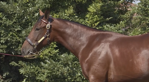 ITS Yearling-auktionen i siffror
