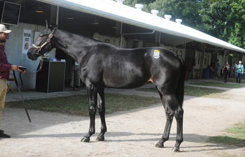 Svenskarna fortsätter handla