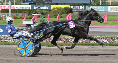 Topphingst återvänder till Sverige