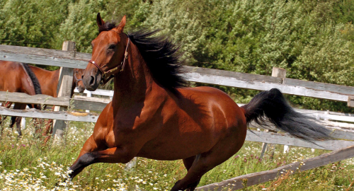 Mångmiljonärskans nya talang
