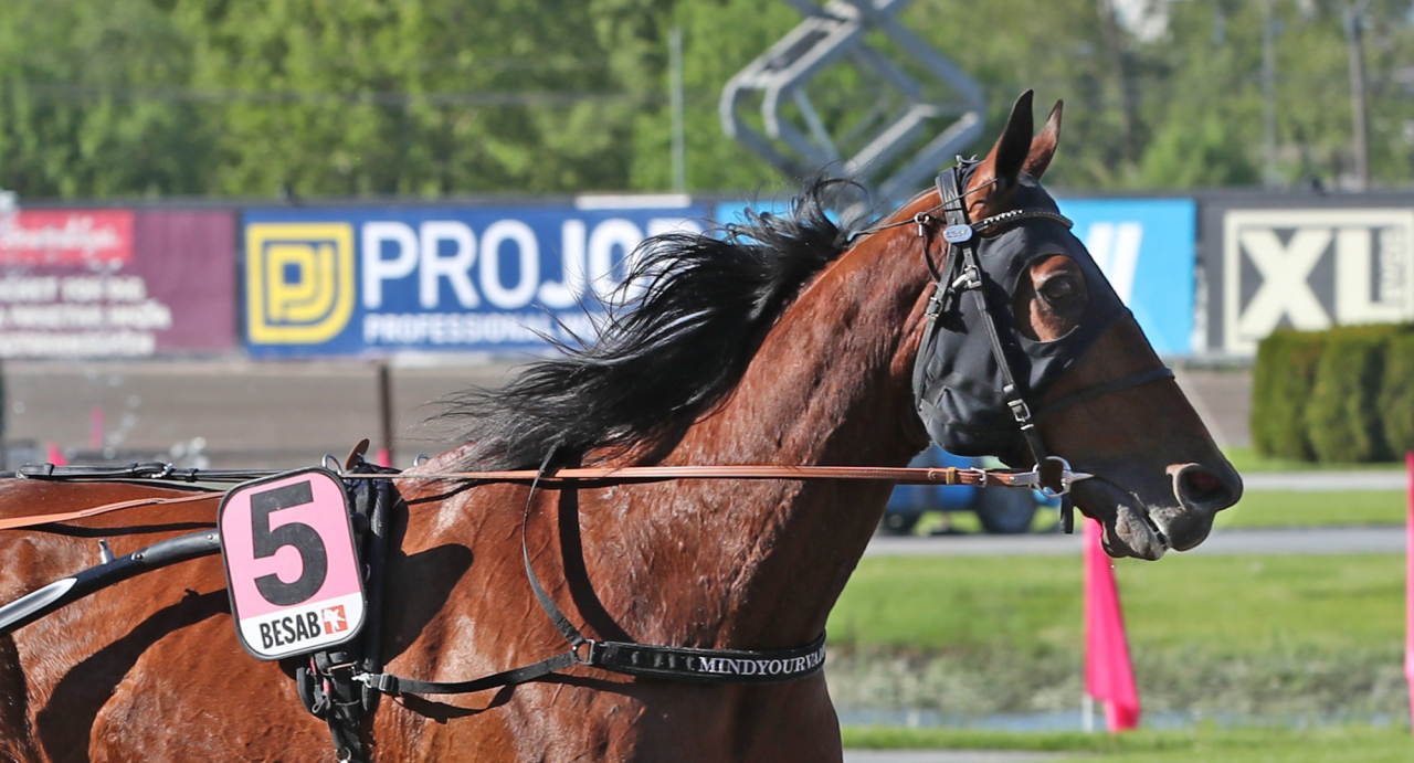 Mindyourvalue W.F. vann Åby Monté Trophy för andra året i följd. Foto Mathias Hedlund/Sulkysport