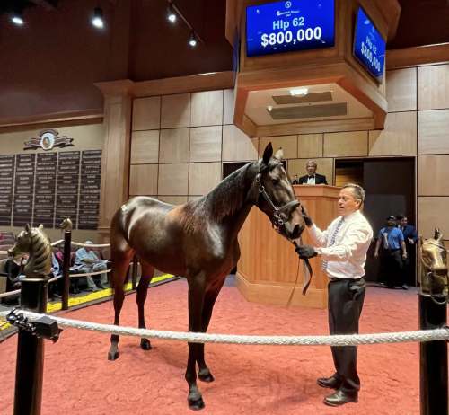 Världens dyraste sto vann