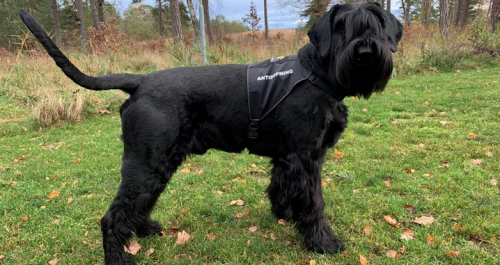 Hund ska avslöja dopare