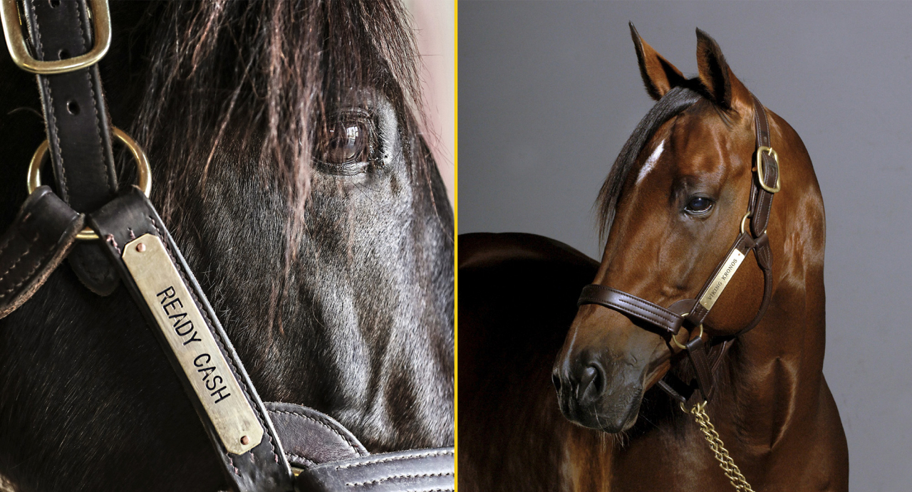 Ready Cash och Viking Kronos ligger bakom Svante Båths nya segermaskin Icon Mearas. Foto Mia Törnberg & Martin Langels/ALN