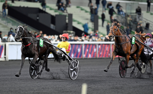 Toppstammad italienare i topp