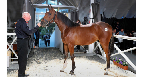 V86: Hönsmamma med formkort