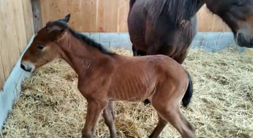Seger i tisdags – föl igår!