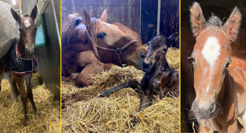 Dyringar har blivit mödrar