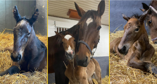 Nyfött på Långeruds Gård