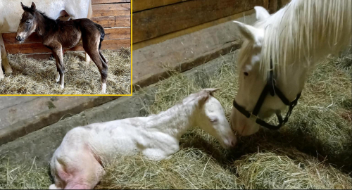 Från ljusbrunt till vitt…